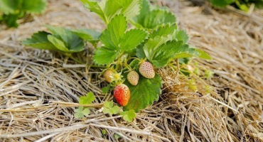 Jak, kdy a jak mulčovat jahody?